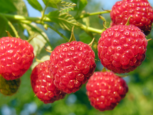Raspberry Ketone ingredient used in SodaSlim